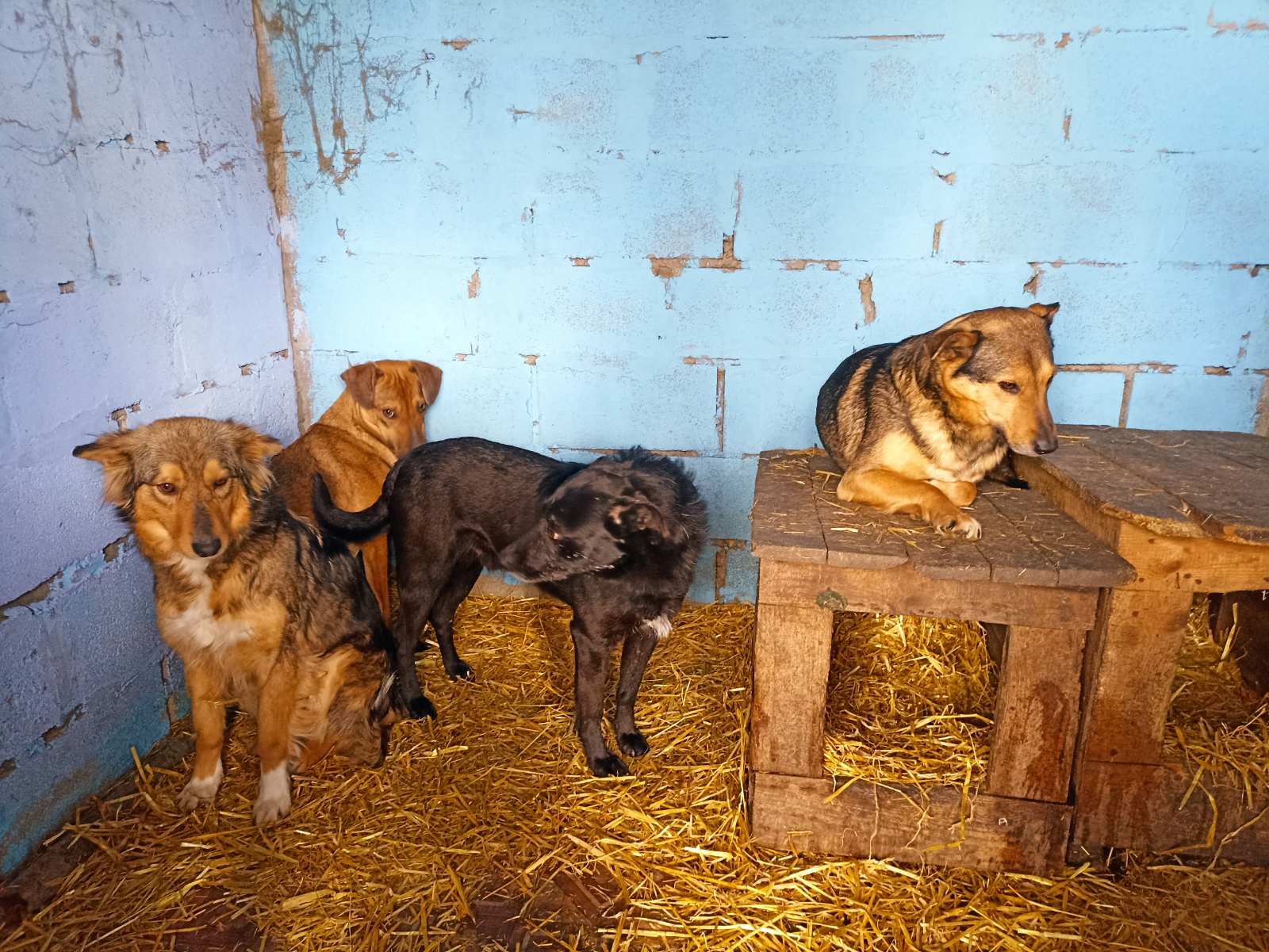 Helping Animals in Ukraine - Dogs rescued from Kharkiv