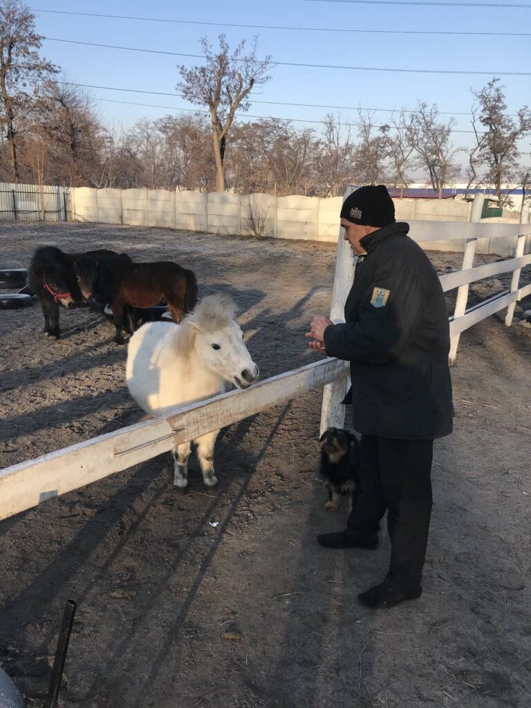 Helping Animals in Ukraine - Miniature horses at Equine Court