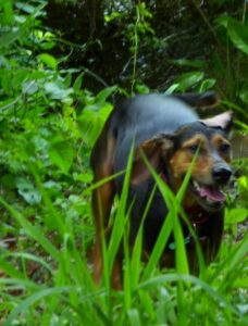 Huck running near creek