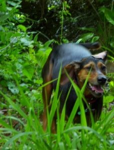 Black and tan dog in long grass hunting