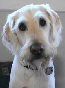 Close up of a large white dog