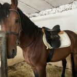 A stabled horse in a new saddle.