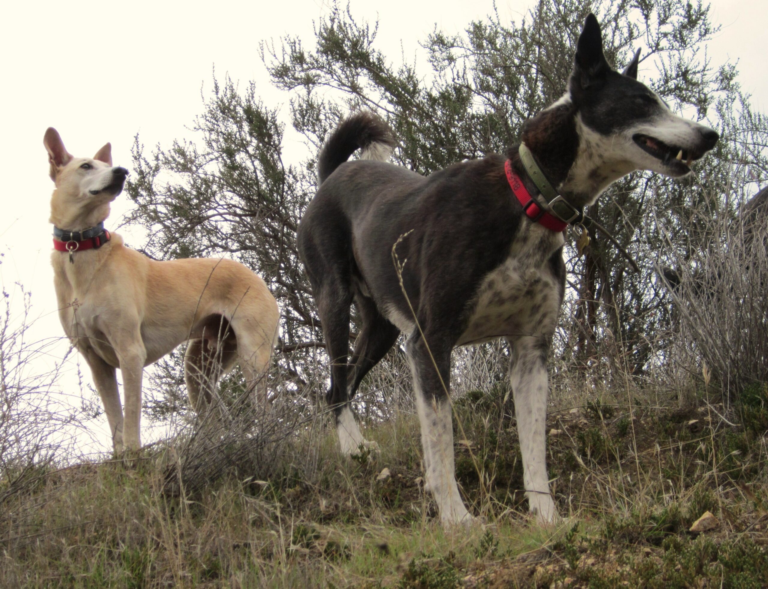 Dogs perceive their environment quite differently from humans