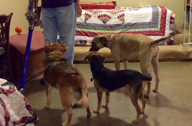 Three dogs group around a woman with a vacuum. The dogs have learned to associate the vacuum with good things through classical counterconditioning.