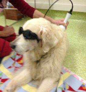 a golden retriever wears sunglasses to protect her eyes during laser therapy