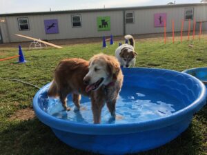 dog in paddling pool