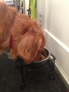 Cali, a golden retriever, enjoys her raw dinner