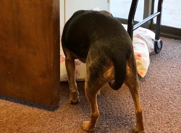 dog with tail between legs