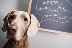 Thinking dog words