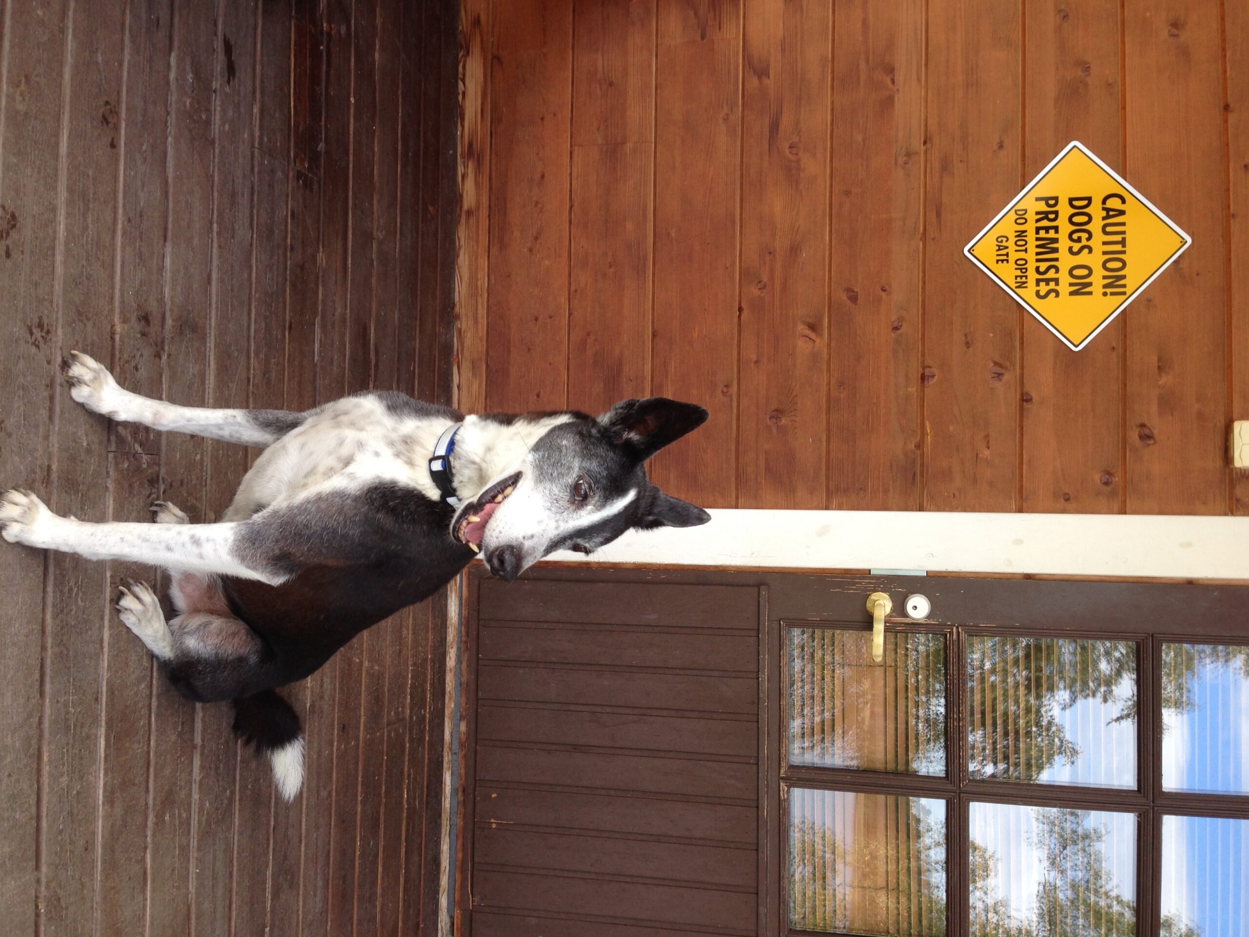 Dogs are sentient beings with minds and emotions very much like our own: When we bring a dog into our life that is a solemn commitment to make decisions which are in the best welfare of our pet, not our own desires or goals. Photo: Susan Nilson