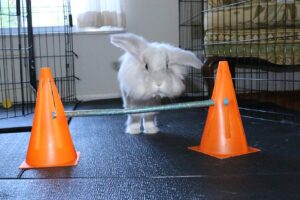 rabbit trick training agility course