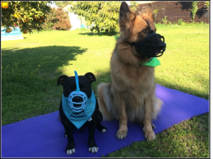 Training your dog to love wearing a muzzle can be invaluable if faced with an emergency. Photo shows Jambo, Staffy trick dog champion (left) and German shepherd Tessa, both of whom are required to wear muzzles in the area where they live because of breed specific legislation. Courtesy Louise Stapleton-Frappell