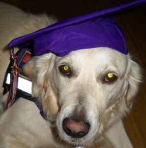 Jana, a golden retriever, wears a graduation hat.
