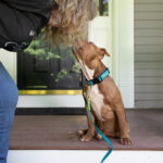 A stocky brown dog reaching up to kiss article author Kelley Fahey. 