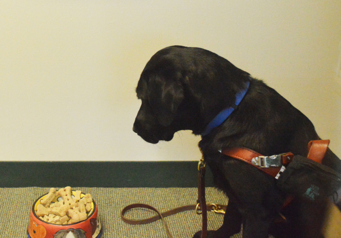 Koala, a black Labrador, stares at a bowl of dog biscuits