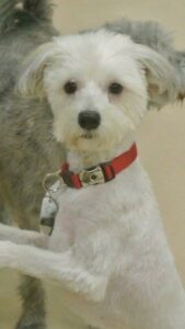 White terrier dog standing