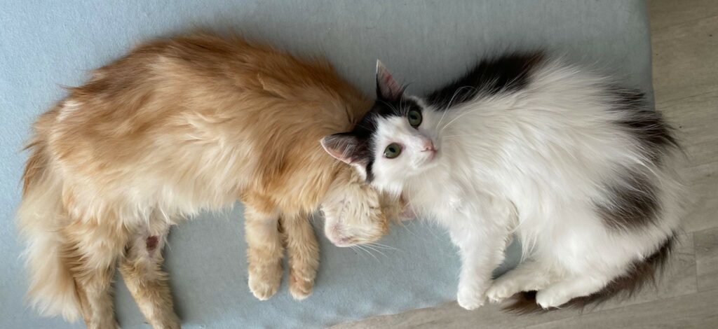 Two cats lying down head to head.