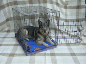 Lady is happy in her crate