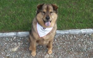 Lanie St John Ambulance Therapy Dog