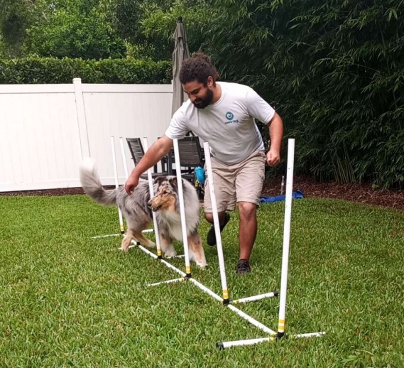 Chris Lopez-Santiago training his blue merle collie Beckett