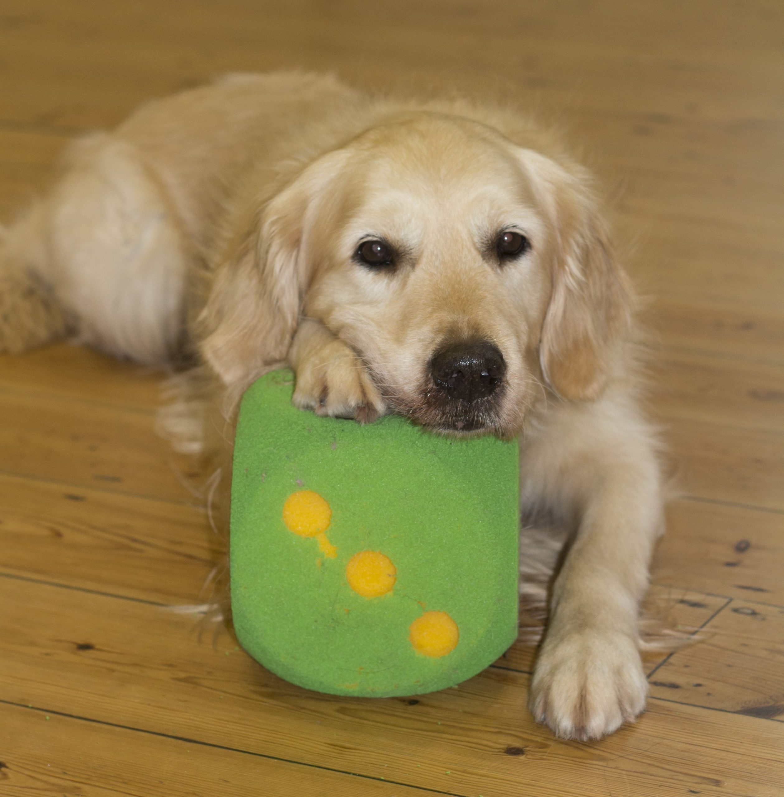 Dog chin rest on toy