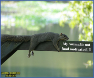 Squirrel lying on tree branch