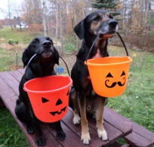 Nina and Helo prepare for dog friendly Trick or Treat snacks. Photo: Breanna Norris