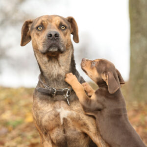 Older mutt with puppy