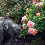 It's a new world of experiences for a wolfhound puppy.