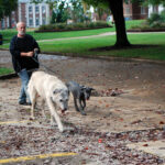 Oona walks with the author and an older Irish wolfhound seeing new sights.