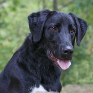 Photo of a black dog with floppy ears.