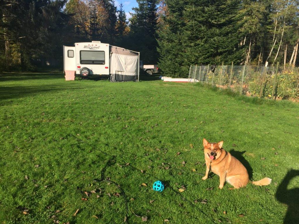 Dog on MIracle Beach, BC