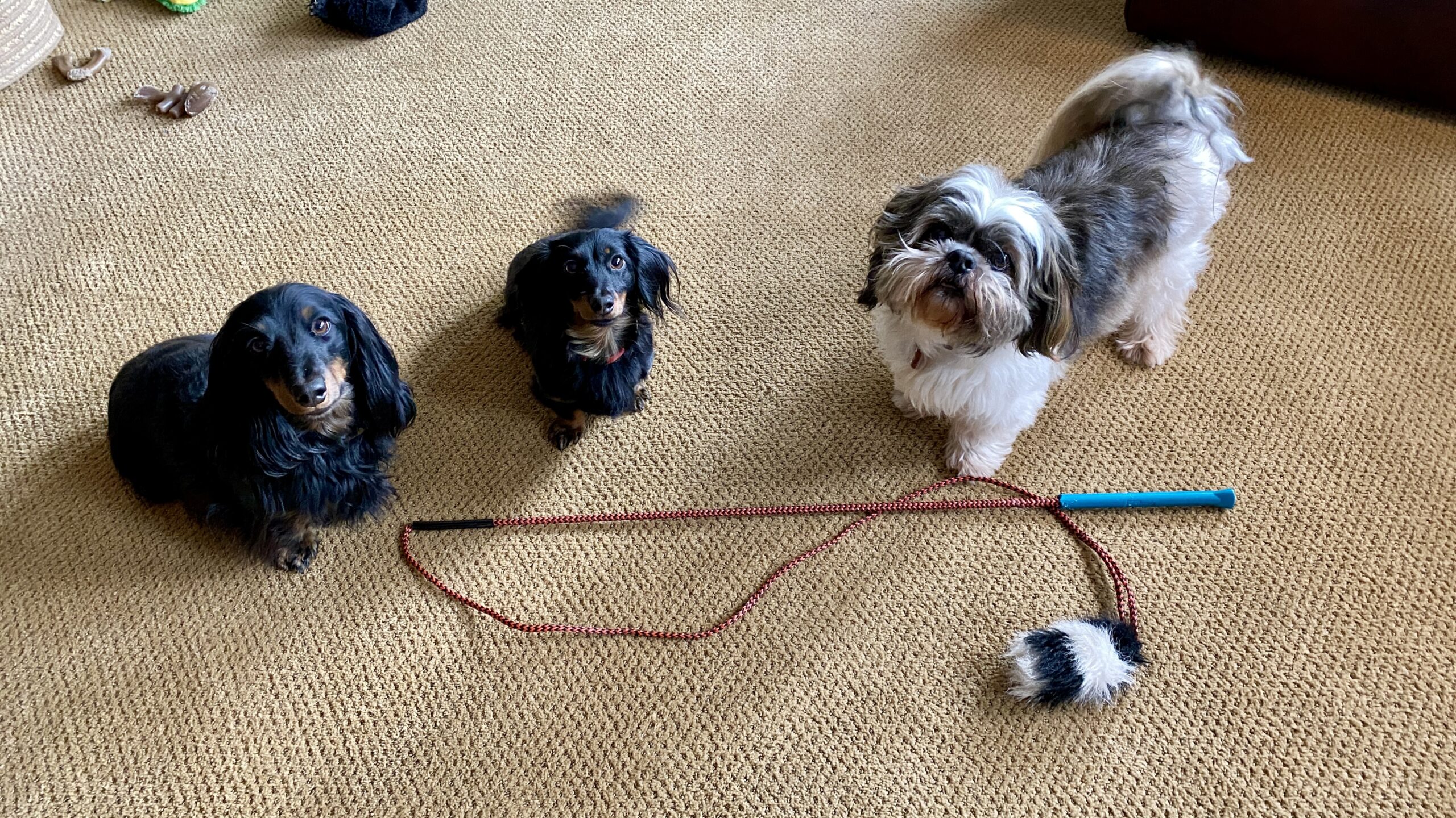 Three little dogs ready to play with the Outward Hound Tail Teaser