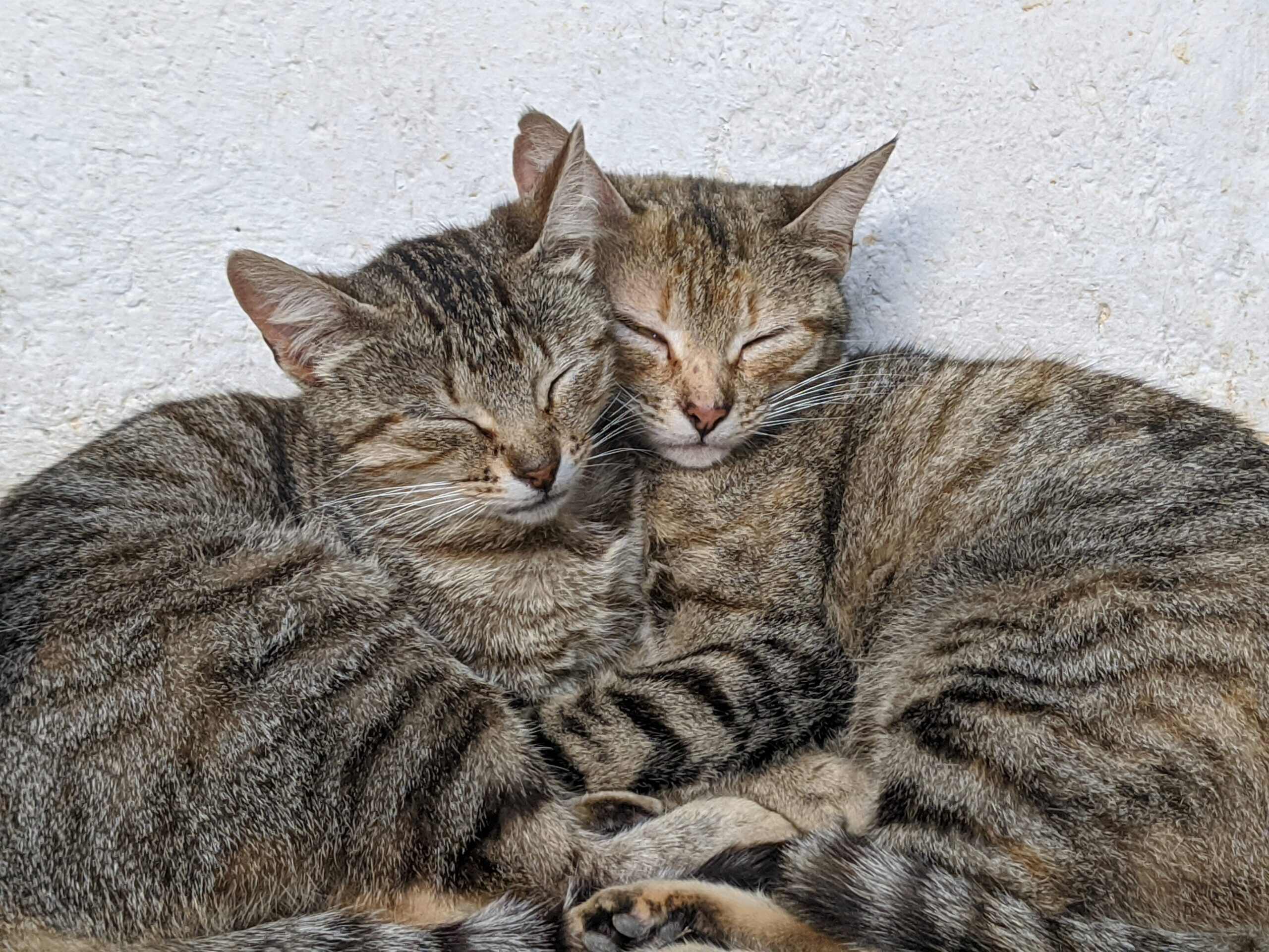 Two cats snuggling.