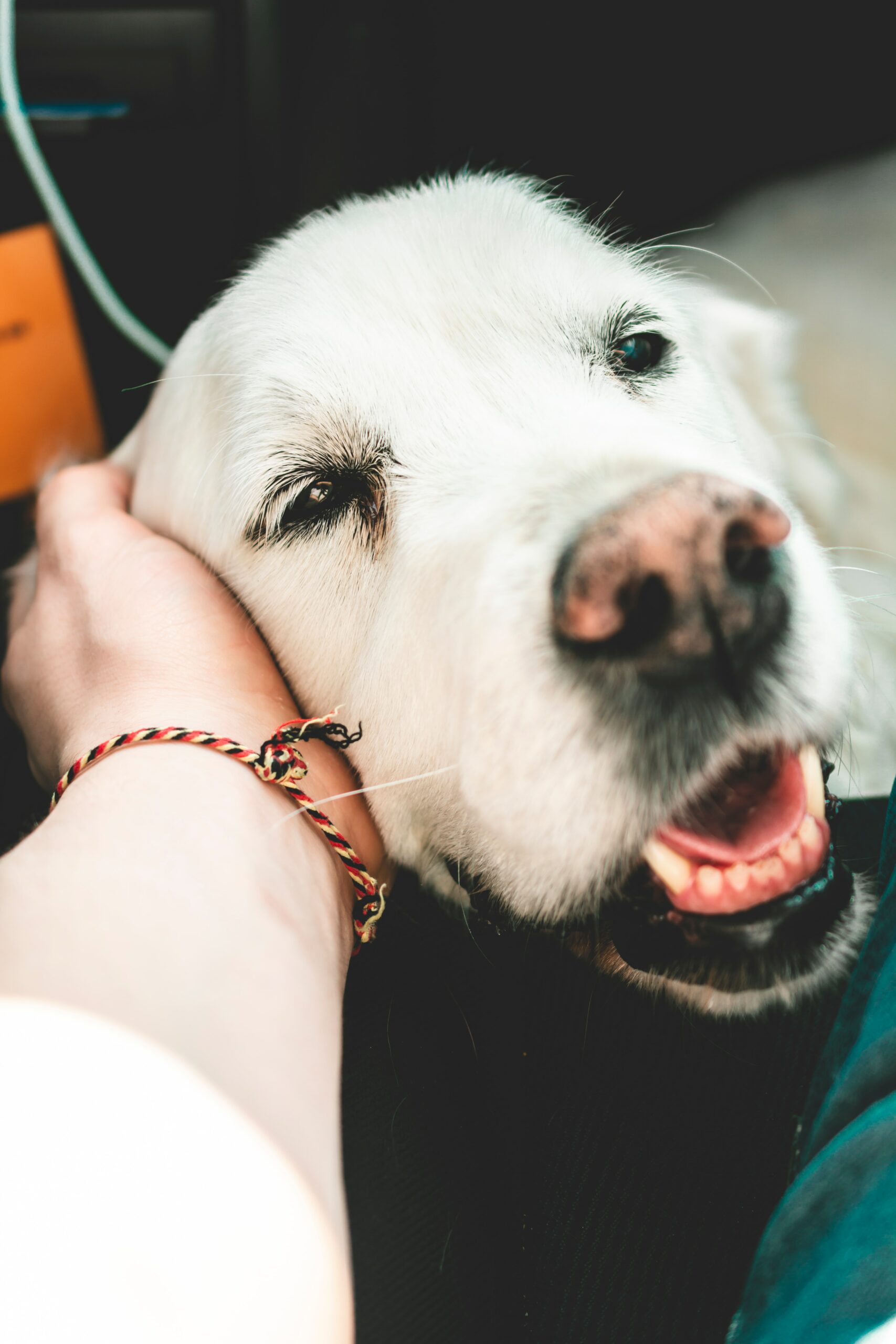 An older dog, resting his head in a person's hand.