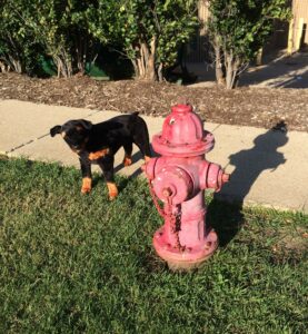 peeing-on-a-fire-hydrant