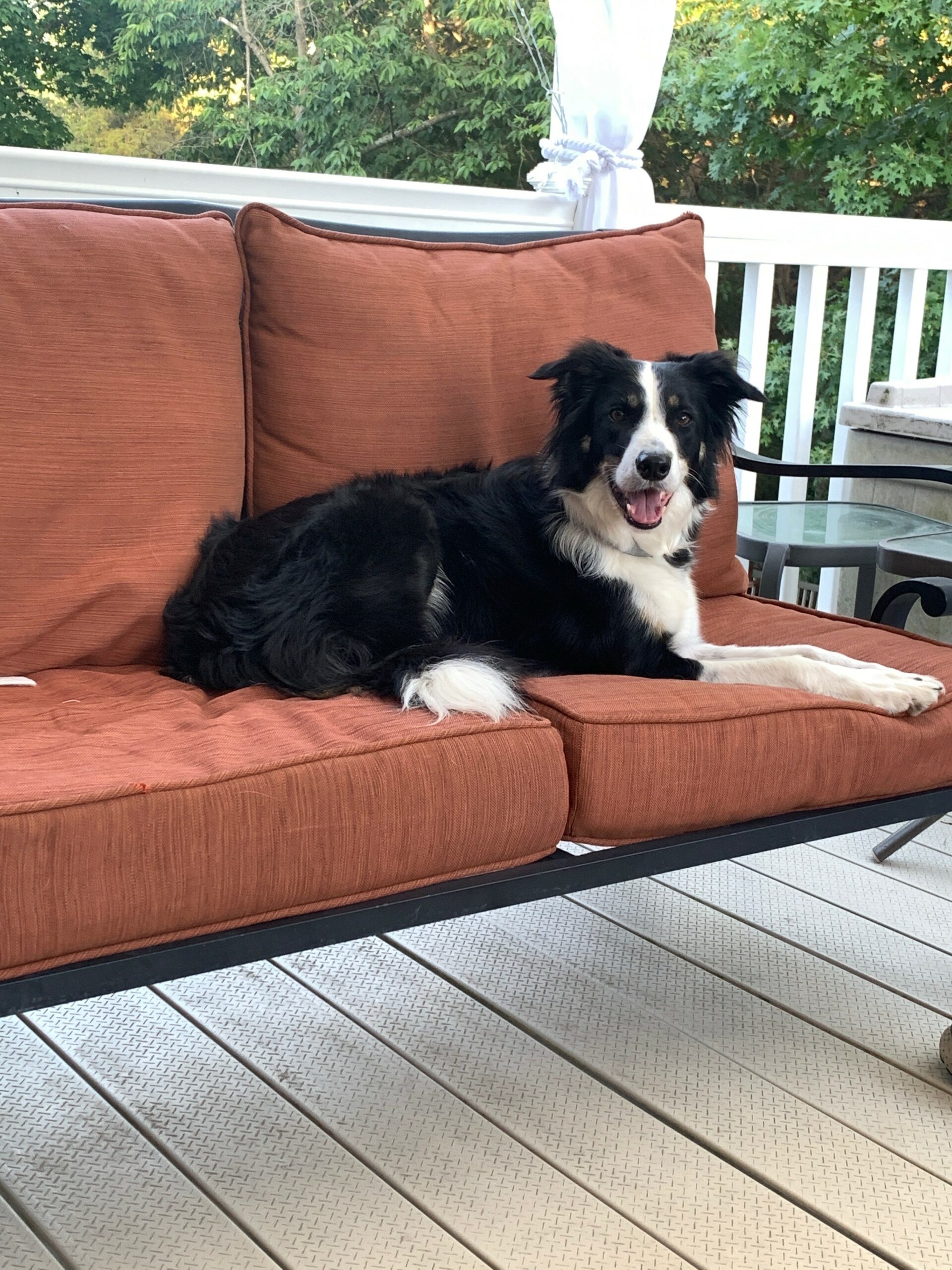 Happy dog on couch outside