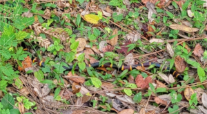 A coral snake, barely visible, slithering in the leaves.