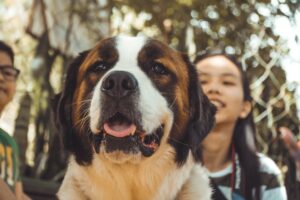 Brown and white dog featured with kids in the background.