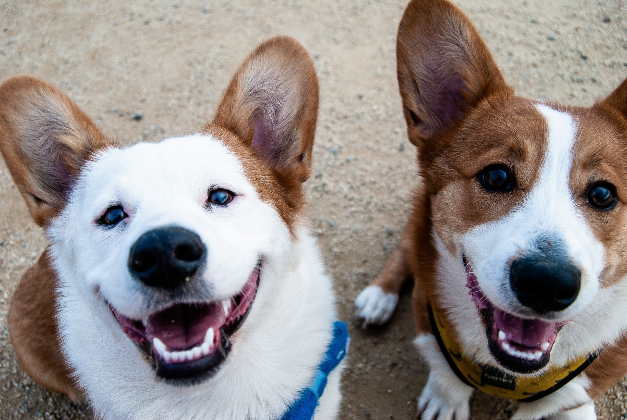 Two happy corgis looking at the camera.