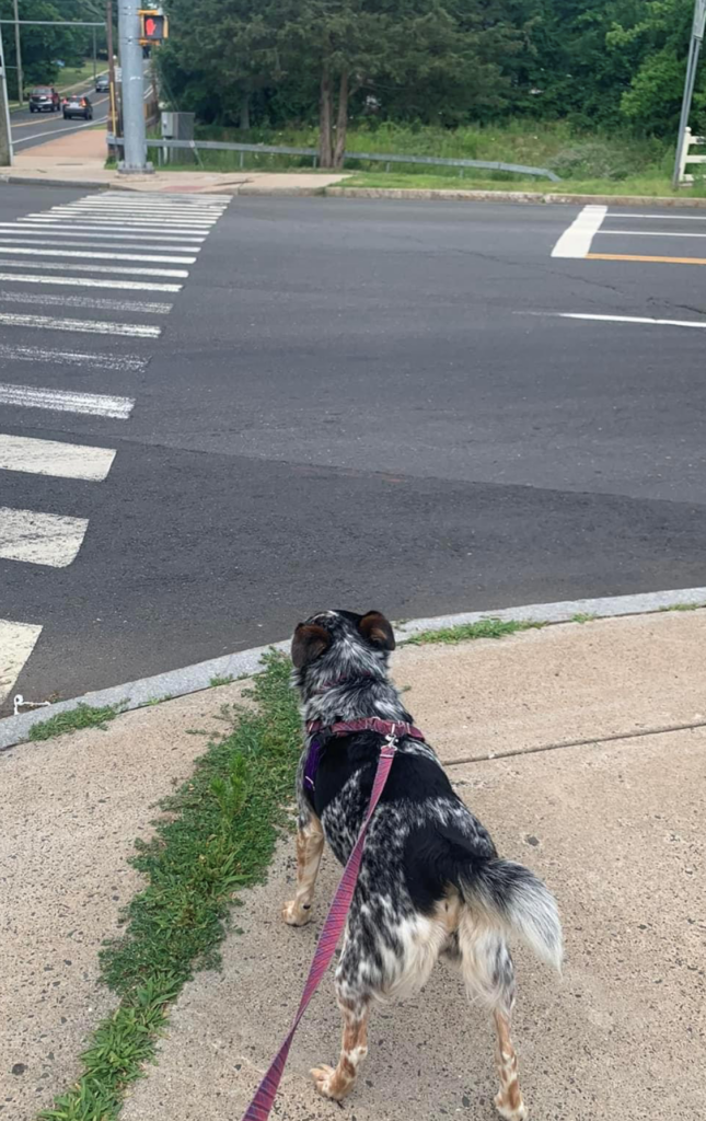 Sally, the dog, in a harness and leash, standing, waiting at a crosswalk.
