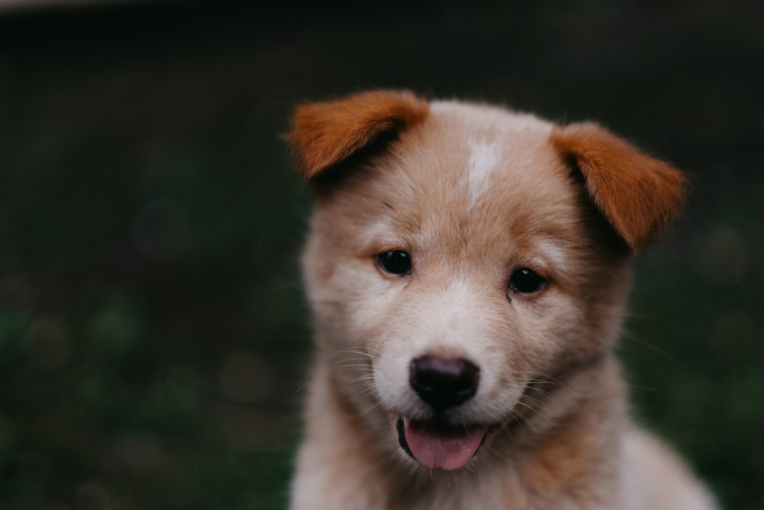 An adorable brown and white fuzzy puppy.