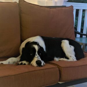 Dog resting on couch