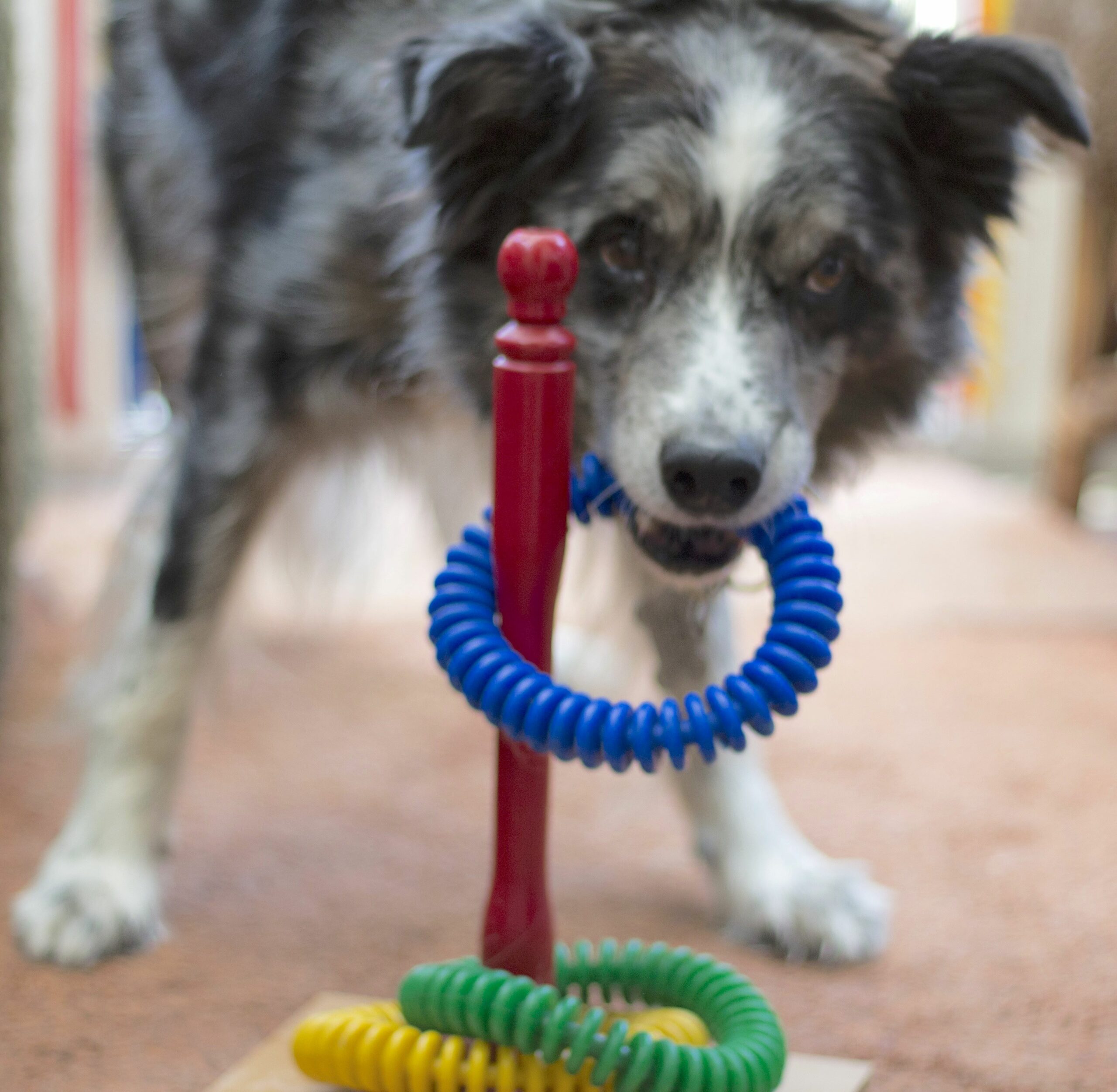 dog placing hoops on a pole