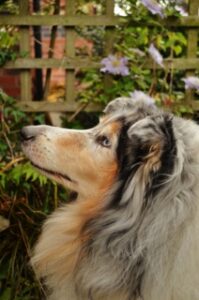 Nancy's owner had died and the police had to break into the house to rescue her and another dog