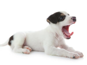 Puppy waking up yawning