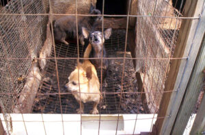 The National Puppy Mill Project states that there are currently 800,000 adult breeding dogs “suffering in puppy mills” and that it is “legal to confine adult breeding dogs to small, wire-bottomed cages, only 6 inches longer than the dog on all sides, often stacked on top of other cages, for life."