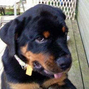 Rottweiler puppy