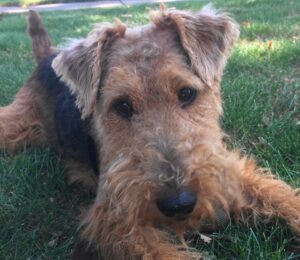 A sweet-looking brown and grey terrier with floppy ears laying in the grass