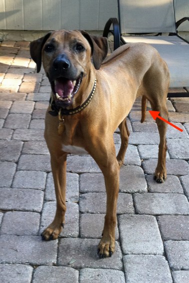 Rhodesian Ridgeback with tail hanging straight down